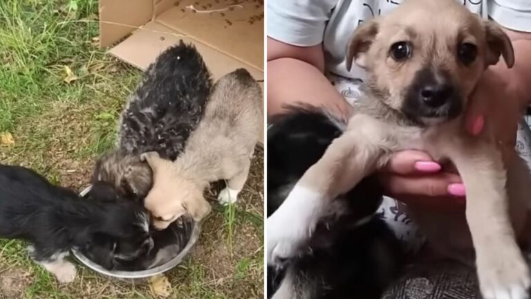 Three Innocent Souls Cruelly Thrown From A Moving Car And Left To Face The World Alone