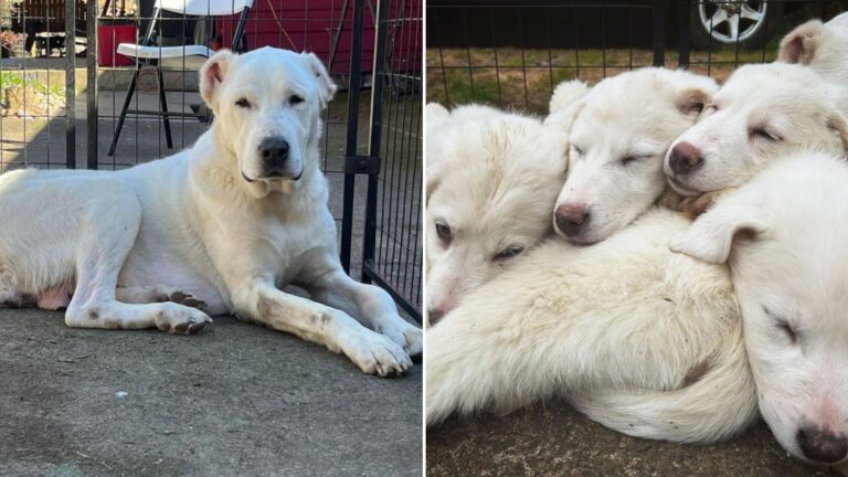 mama dog clung to her babies