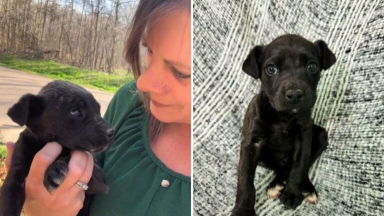 Tiny Helpless Puppy Found Abandoned Near Dumpster In Mississippi