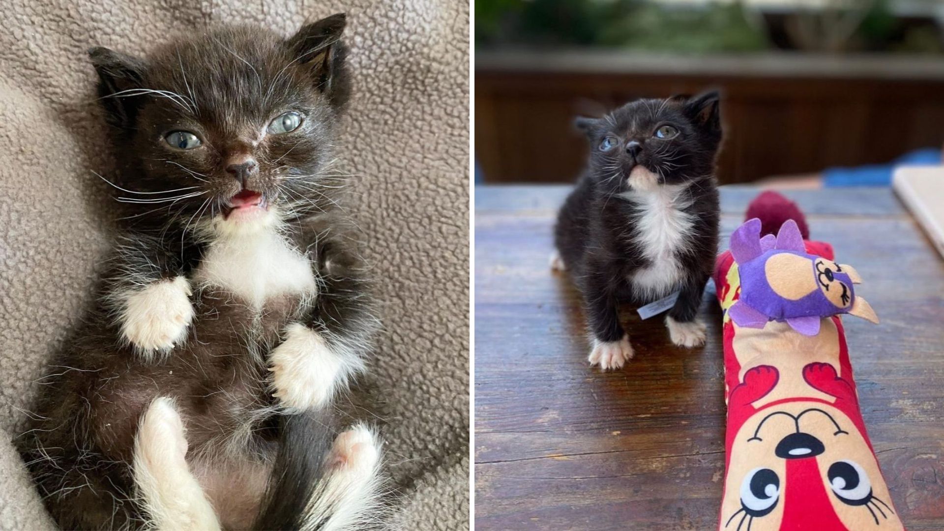 Tiny Tuxedo Kitten Was Found Abandoned In The Middle Of Los Angeles Sidewalk