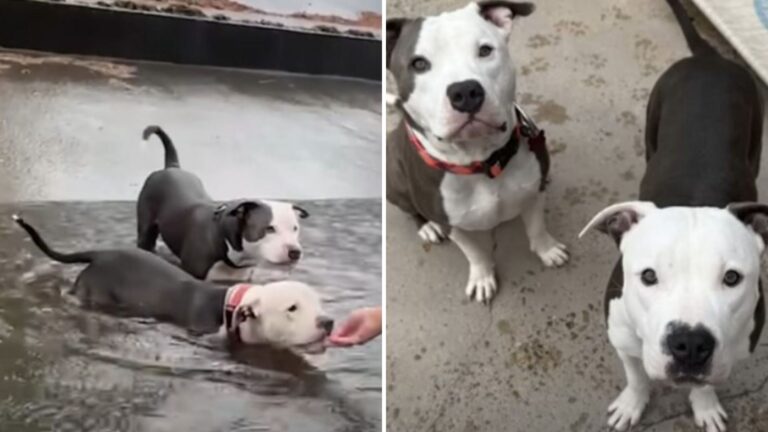 Two Cold Puppies Rescued From A Canal In New Orleans, Begging For A Hand To Save Them