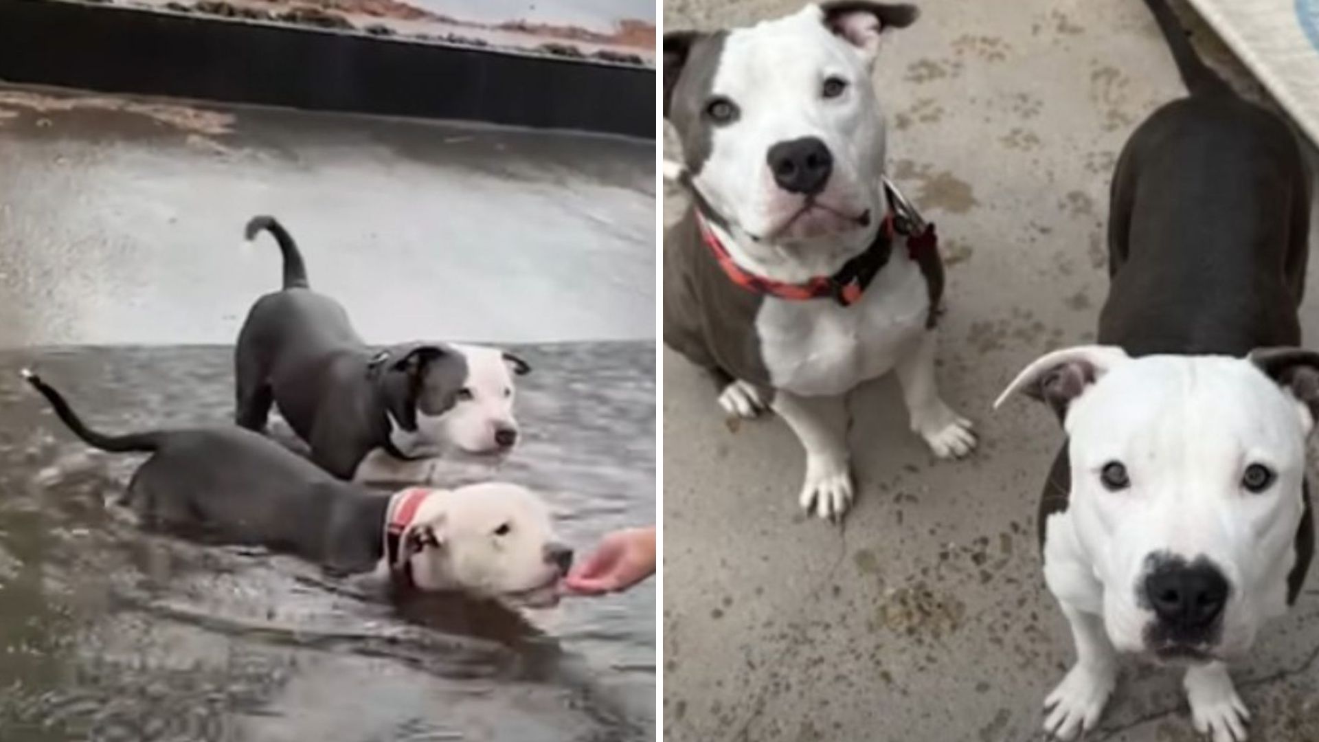 Two Cold Puppies Rescued From A Canal In New Orleans, Begging For A Hand To Save Them