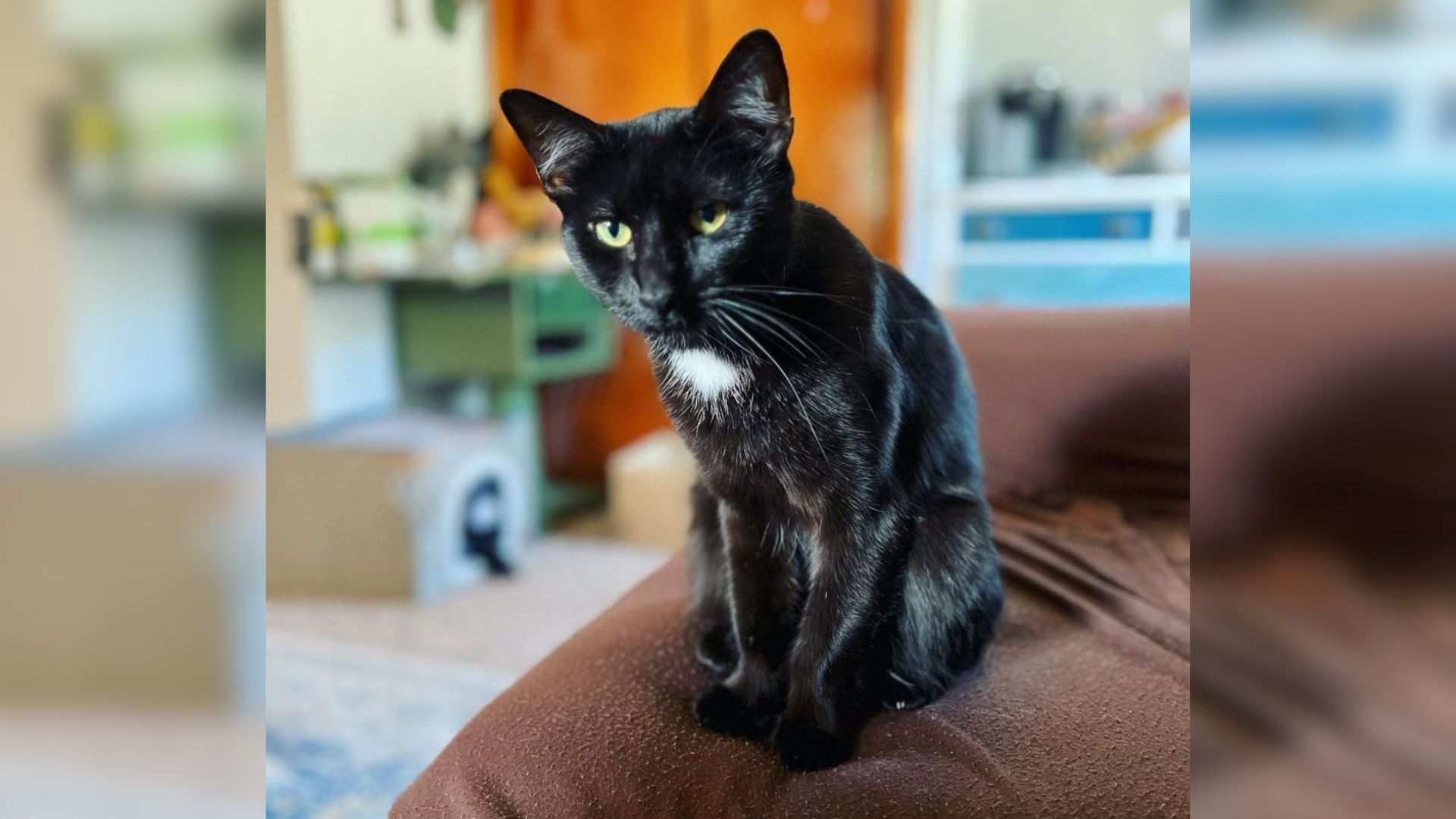 Virginia Family Leaves Cat At Shelter And Shocks Staff With The Reason