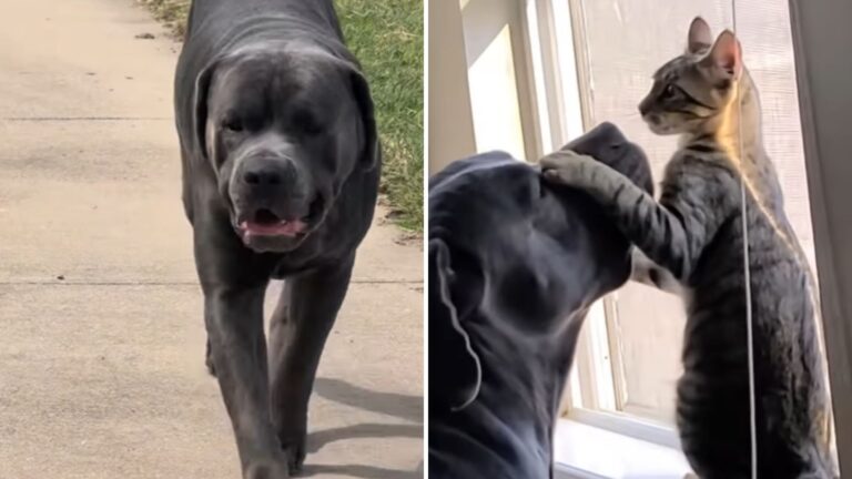 Watch How This Spunky Texas Kitten Keeps His 130-Pound Dog Brother On High Alert