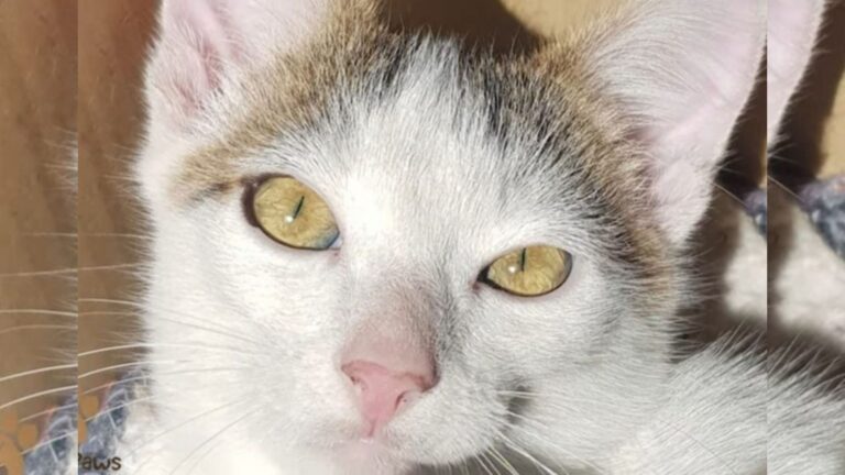 Wisconsin Rescuers Return Lost Cat To The Owner Only To Hear Them Say 'We Don't Want Him Back'
