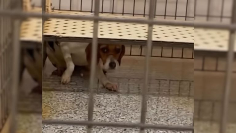 test dog