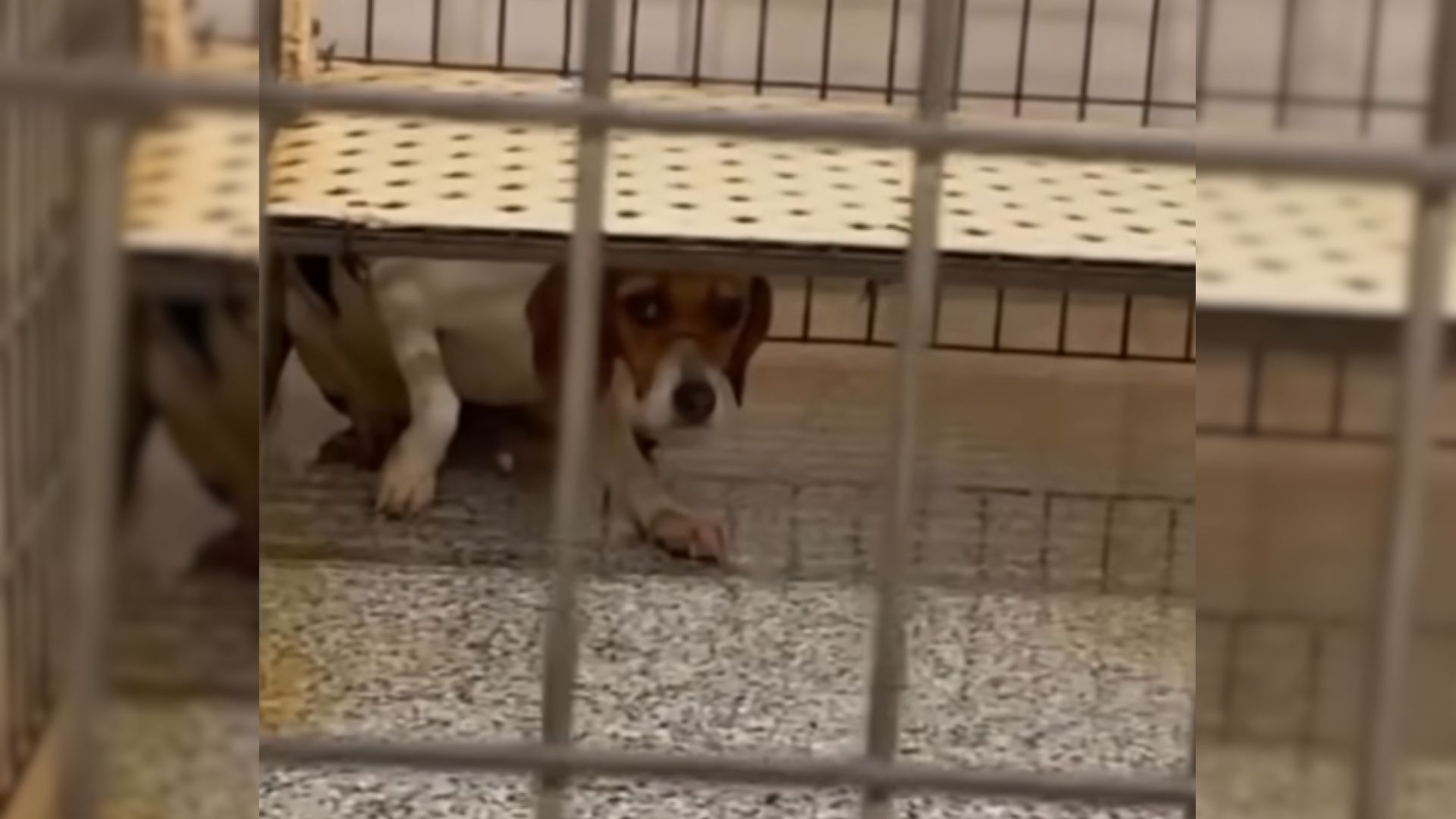 test dog