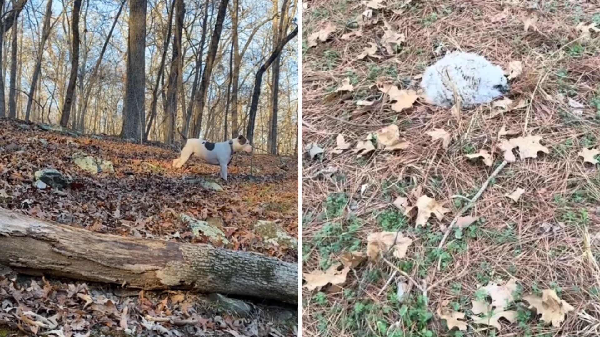 dog in forest