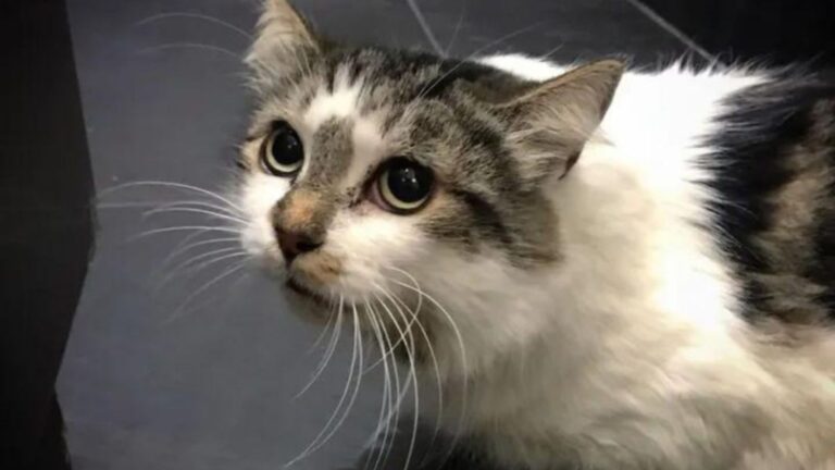 Woman From New York Rescues Stray Cat In Distress, But The Real Surprise Is Yet to Come