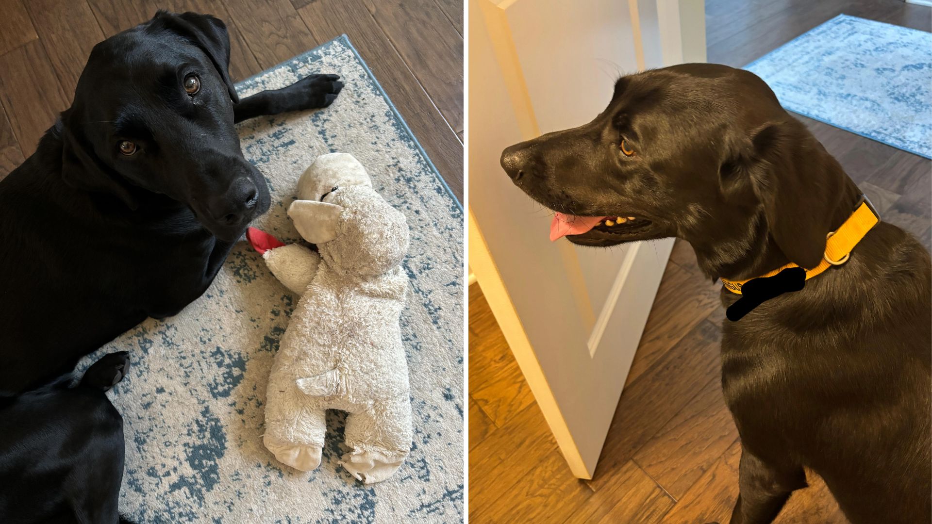 dogs in daycare