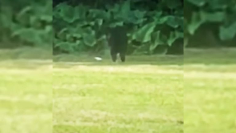 dog in woods