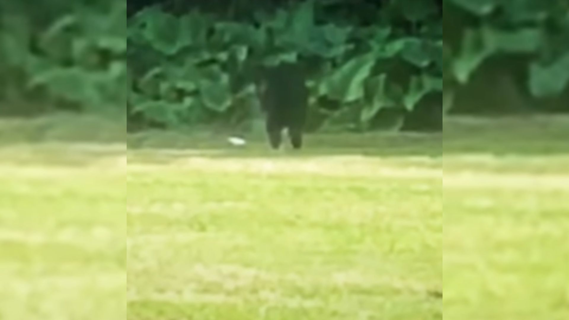 dog in woods