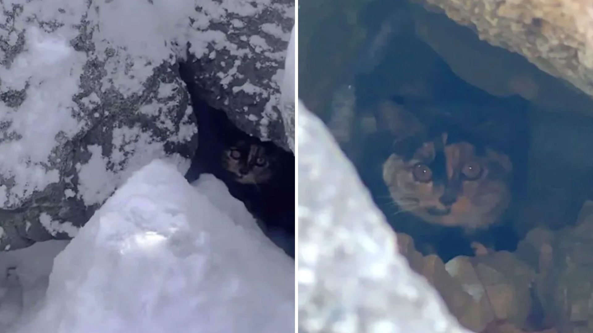 Woman Spots Two Twinkling Eyes Under Rocks In Wisconsin And Saves A Life