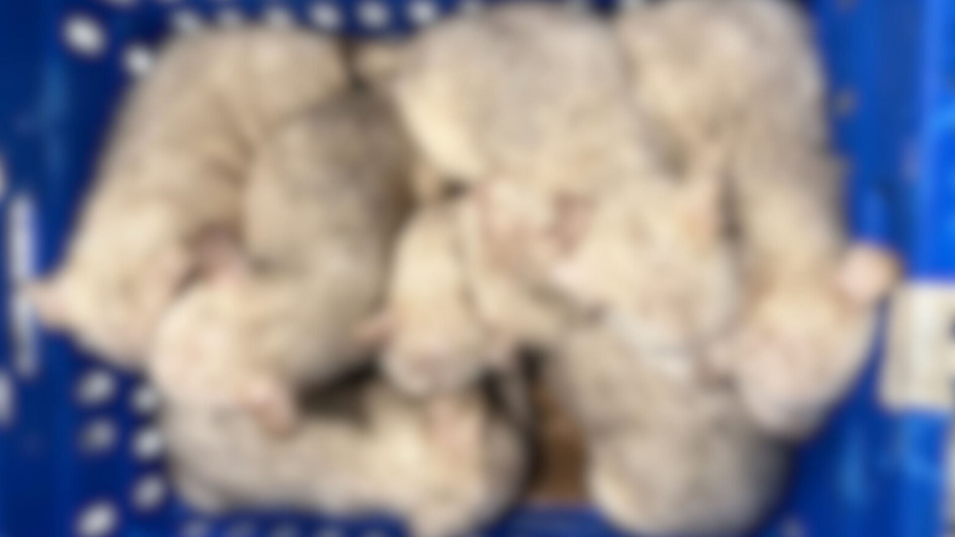 blue basket