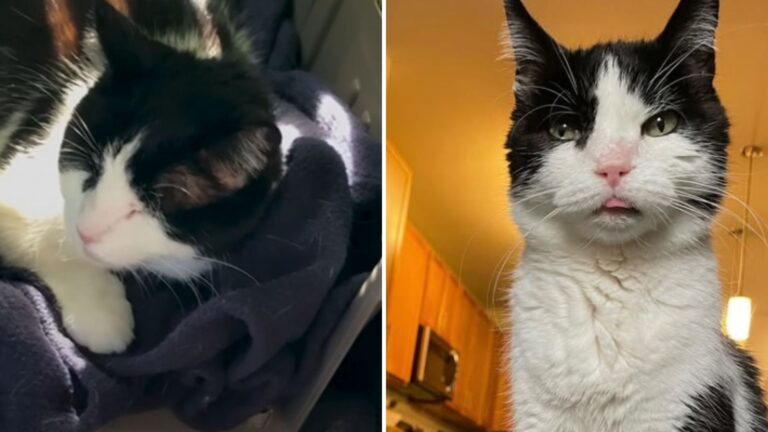 You Won't Believe What This Toothless Senior Texas Cat Is Obsessed Wit
