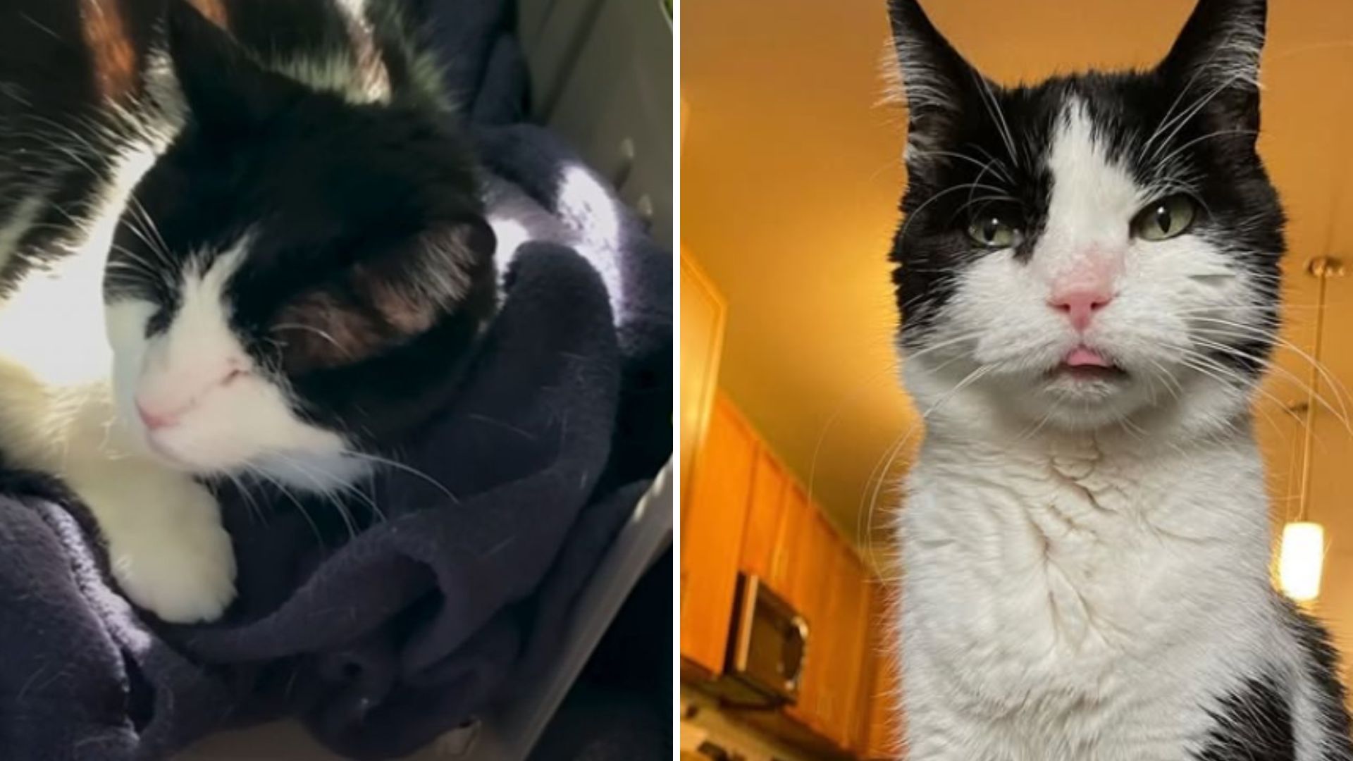 You Won't Believe What This Toothless Senior Texas Cat Is Obsessed Wit