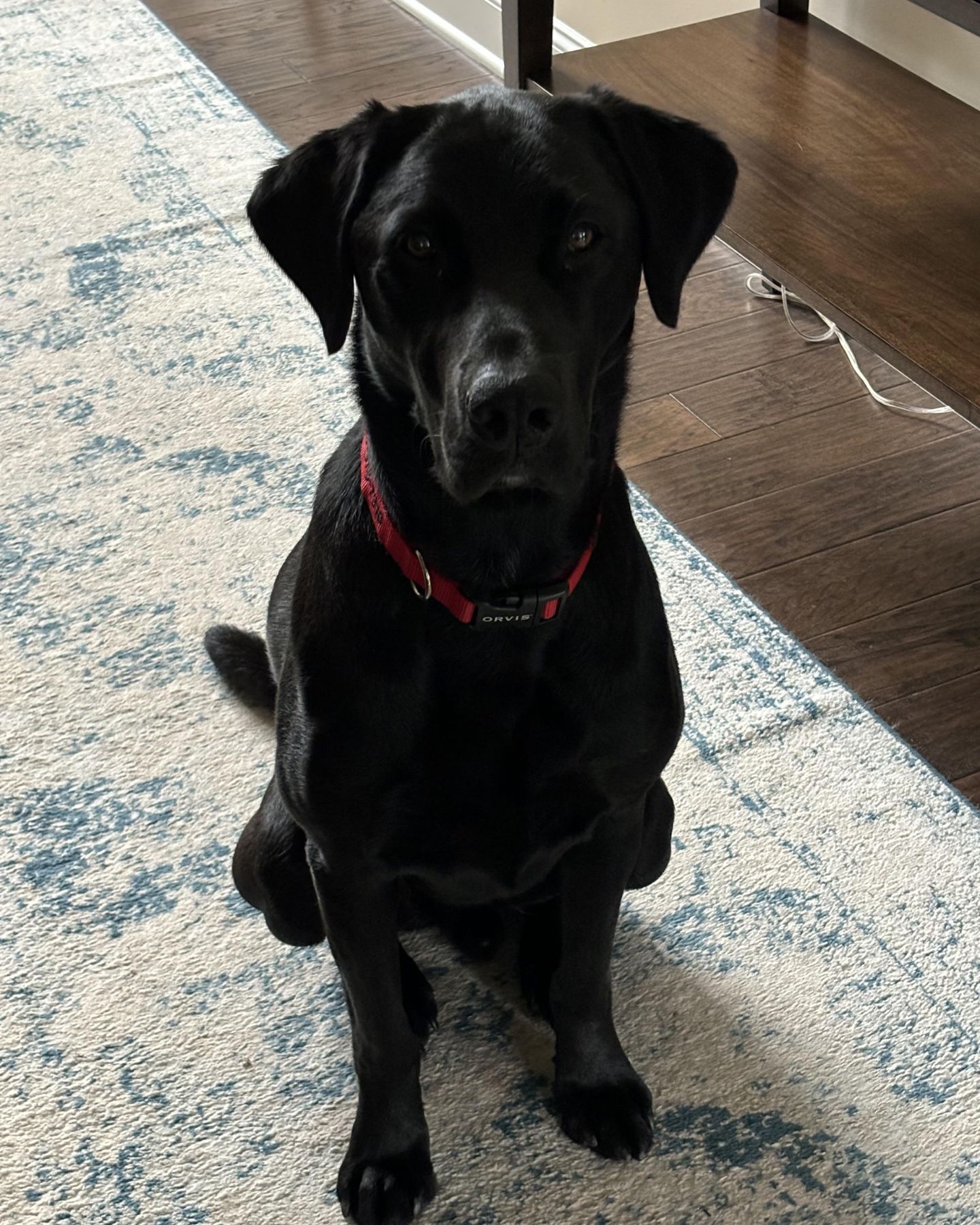 adorable black senior dog