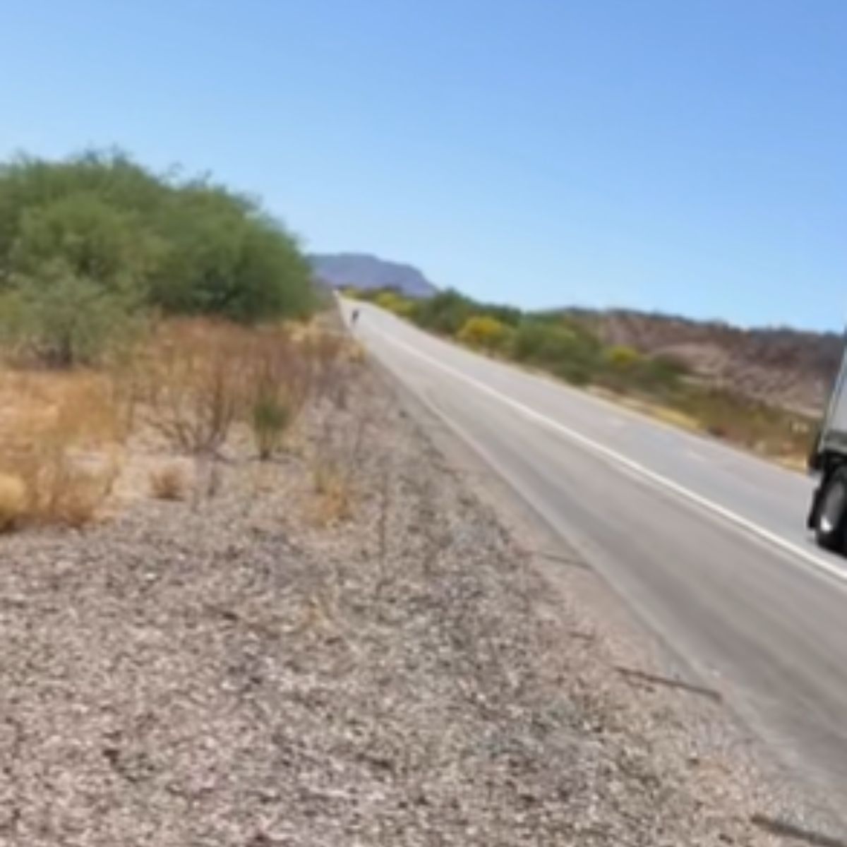 animal on road