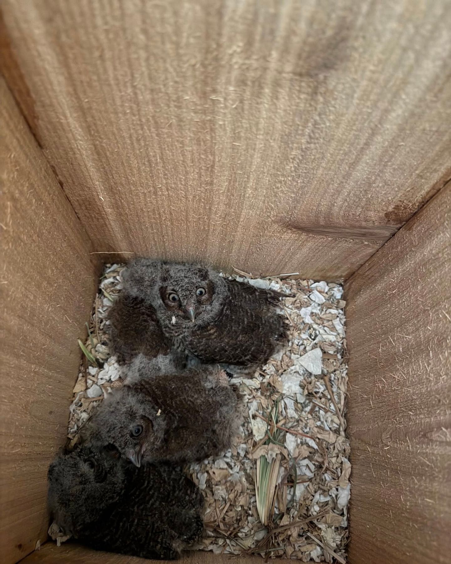 baby owls