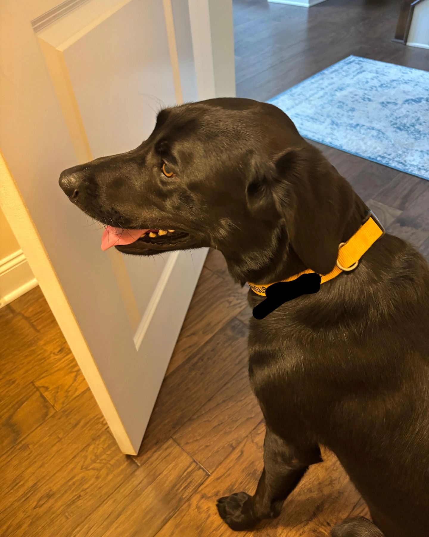 beautiful black dog