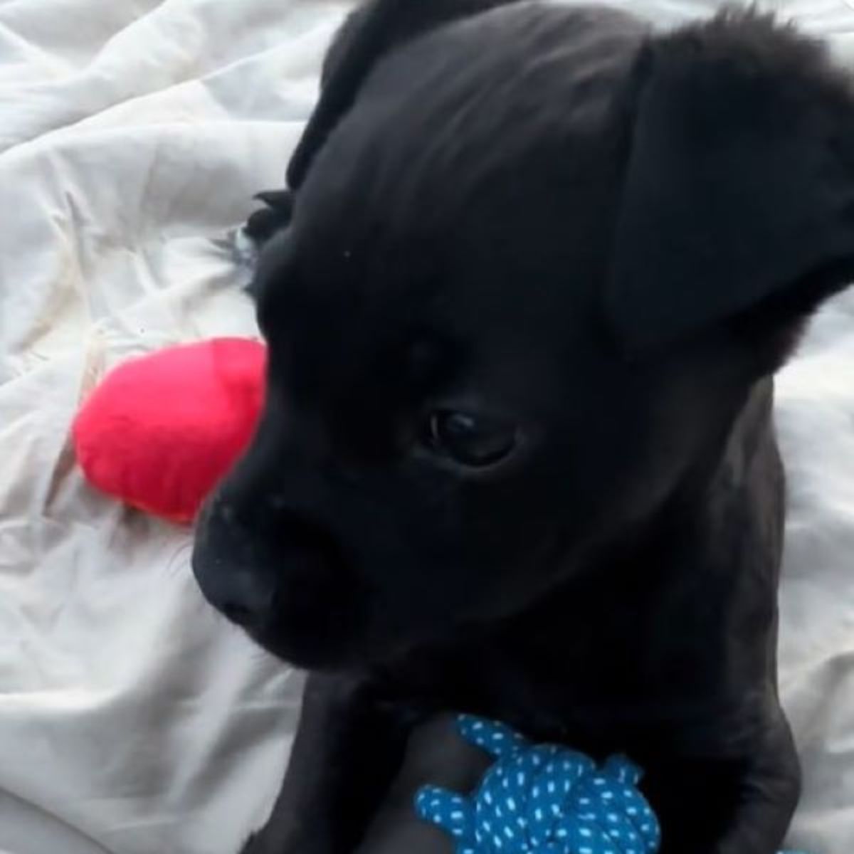 beautiful black puppy