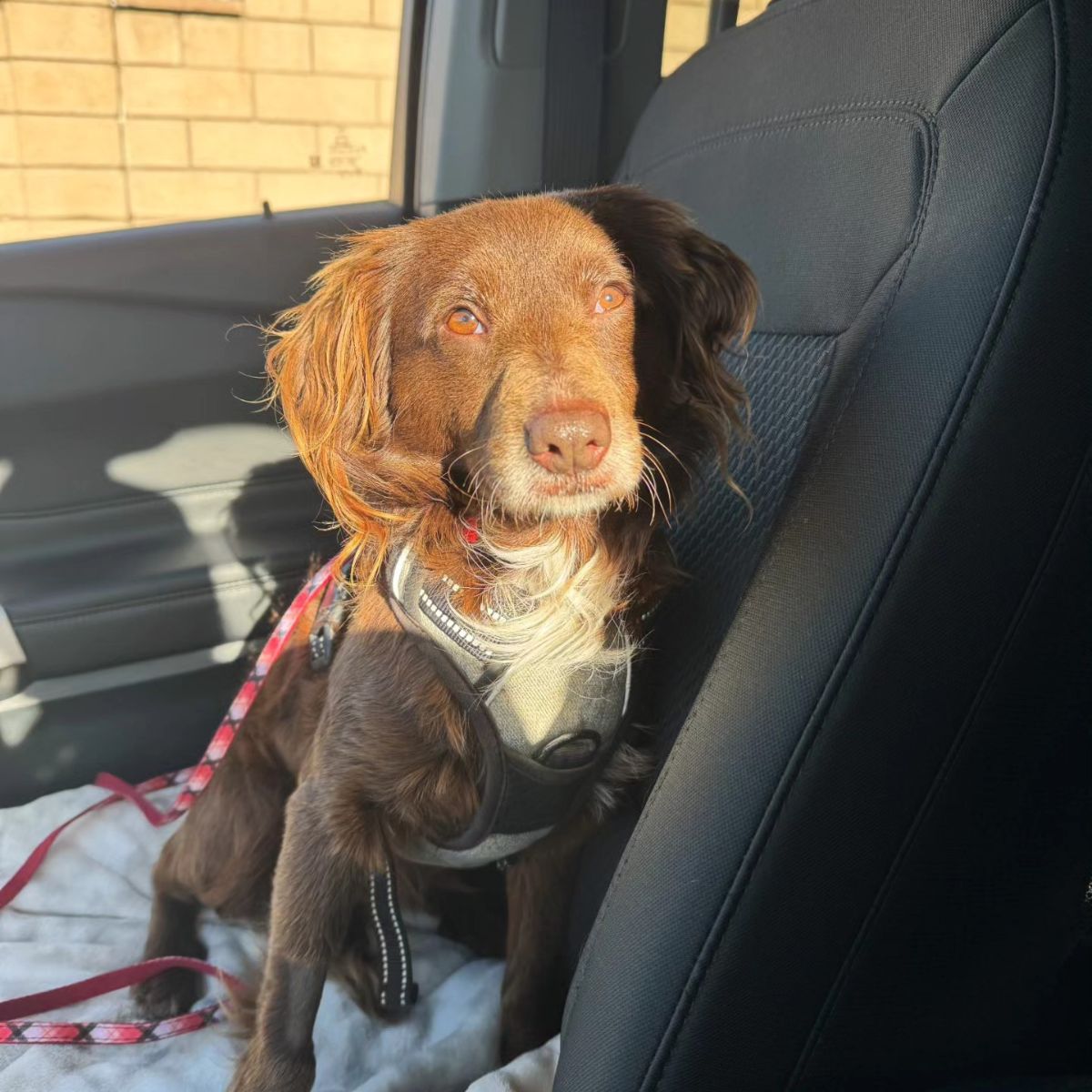 beautiful brown dog sitting in car