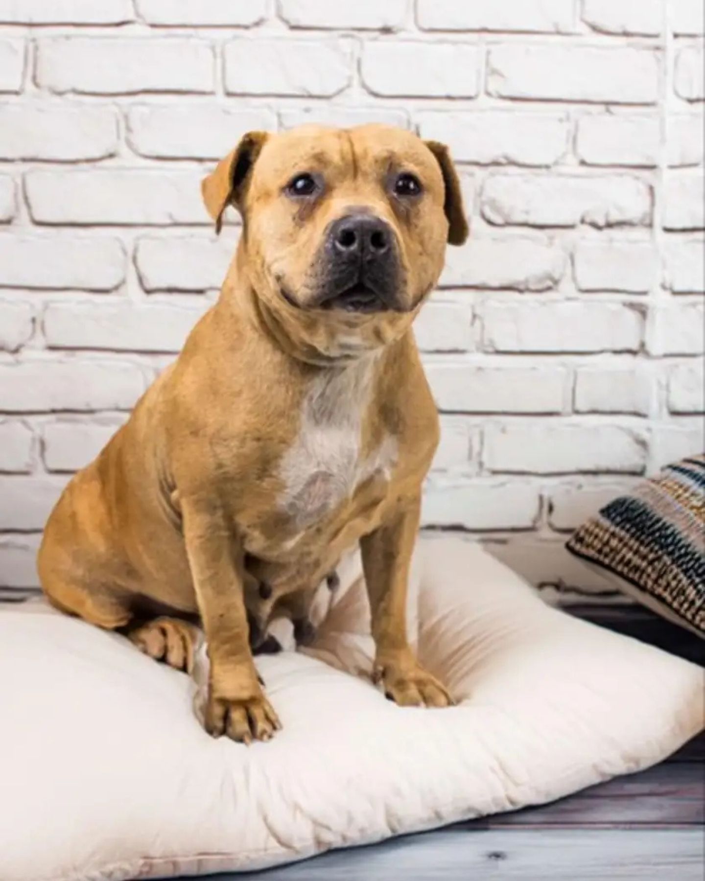 beautiful dog sitting down