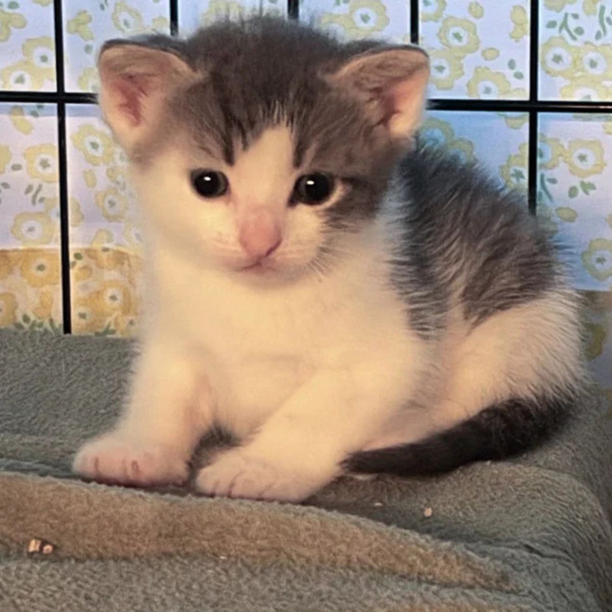 beautiful newborn kitten