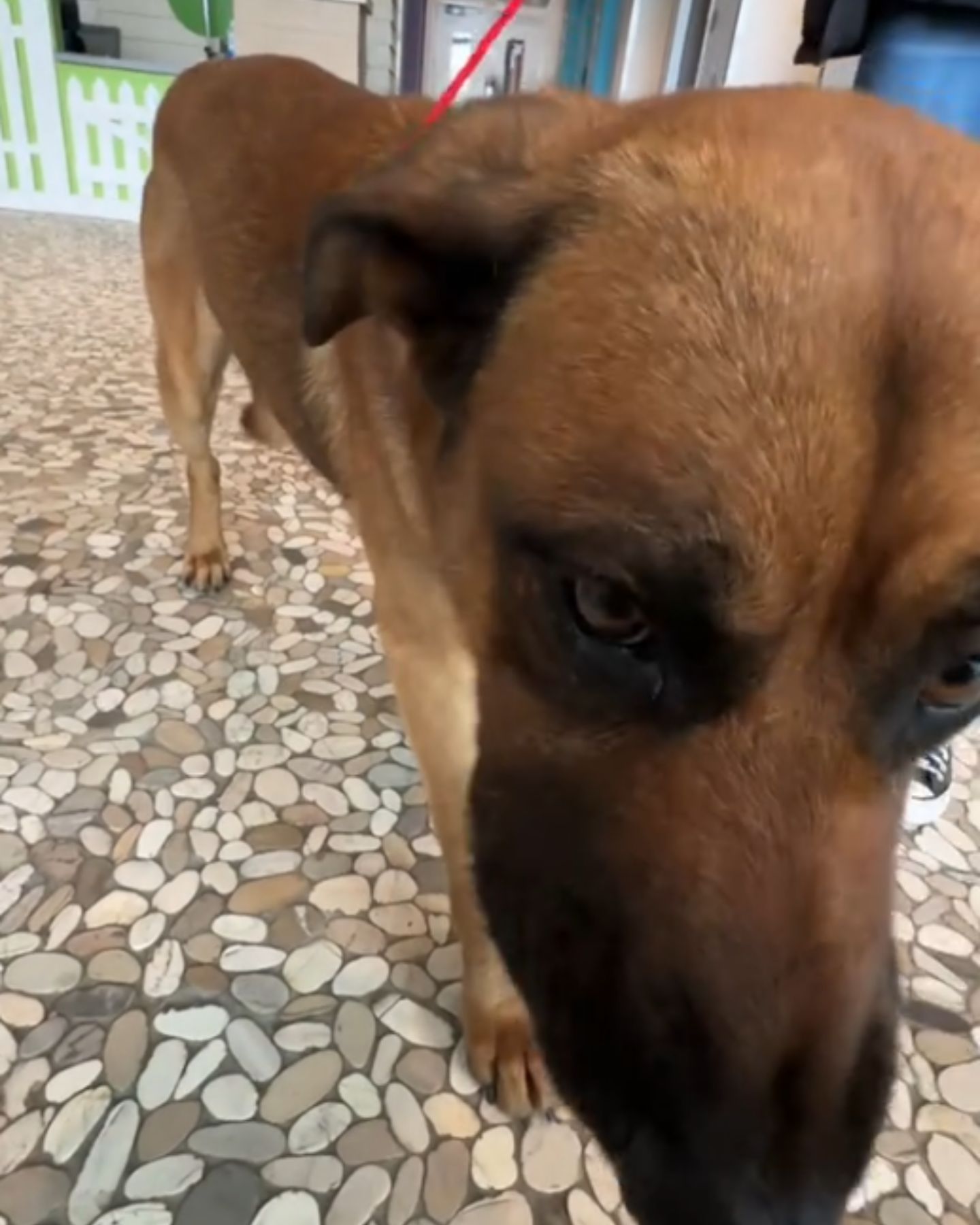 beautiful senior dog