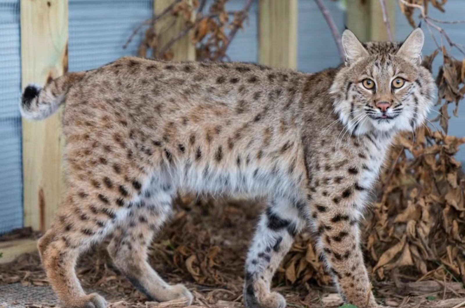 big bobcat
