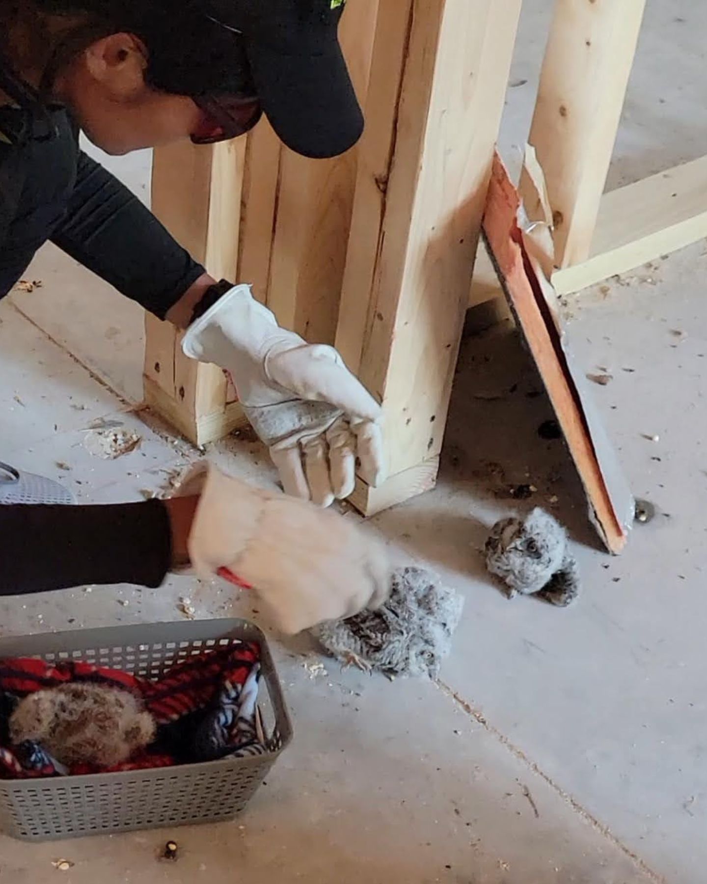birds in construction site