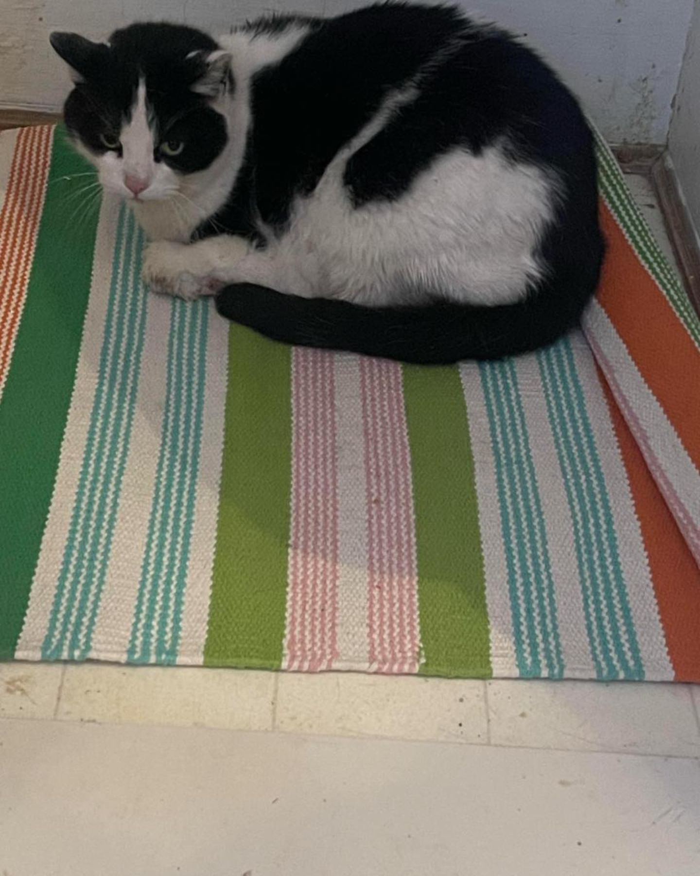 black and white cat laying down