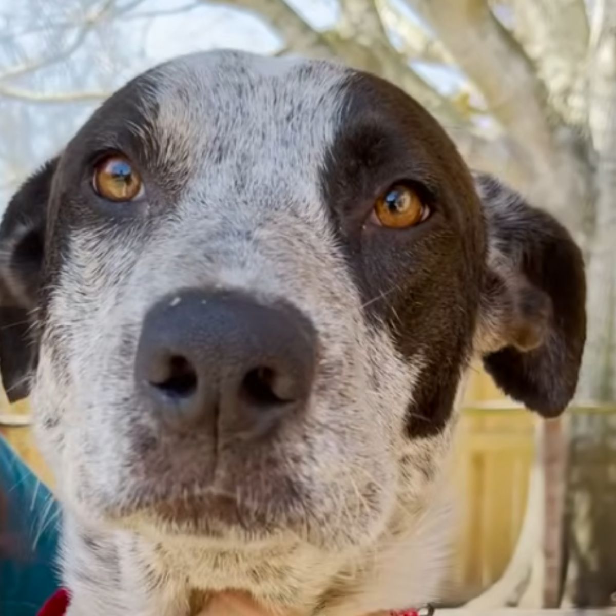 black and white senior dog