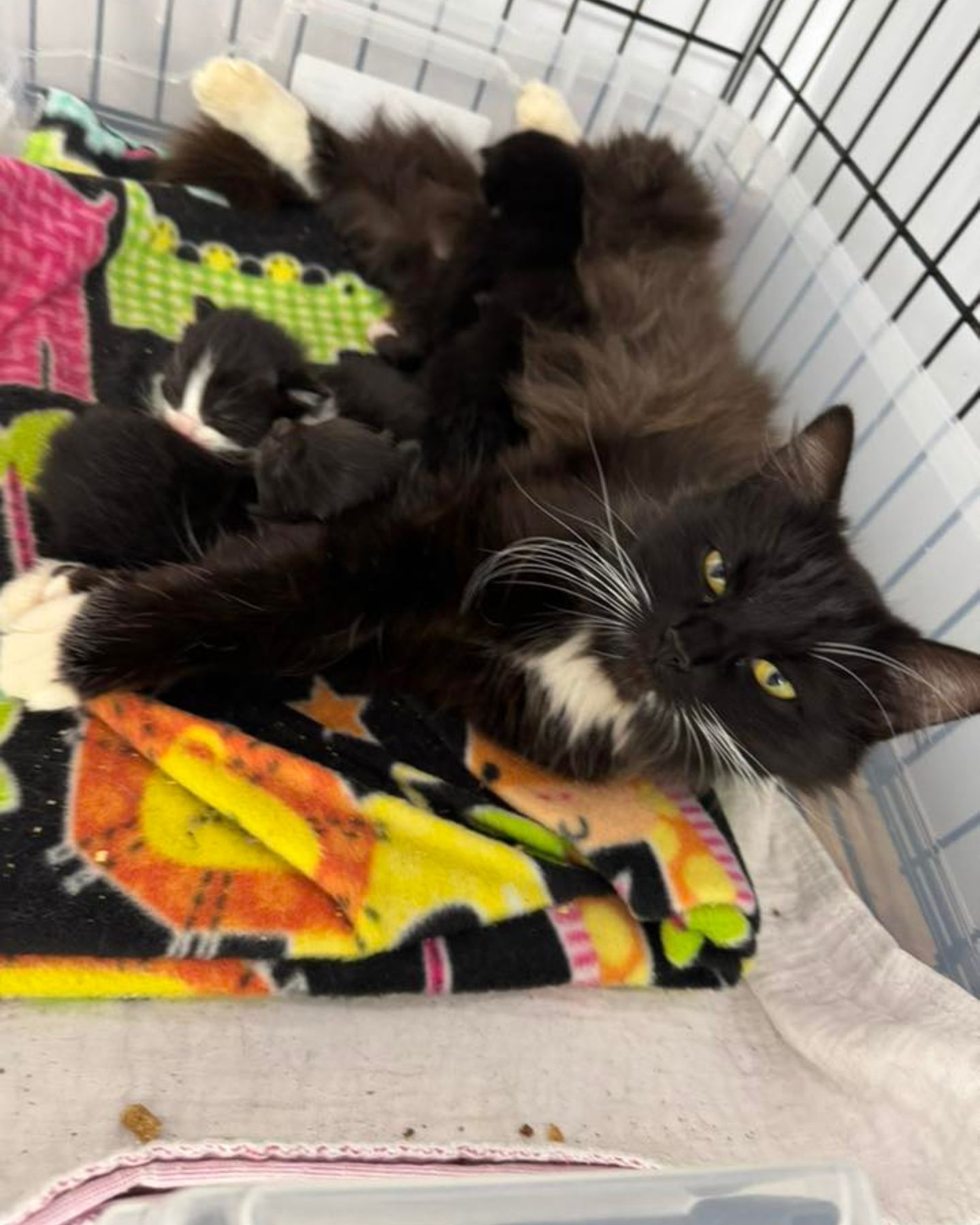 black cat and kittens