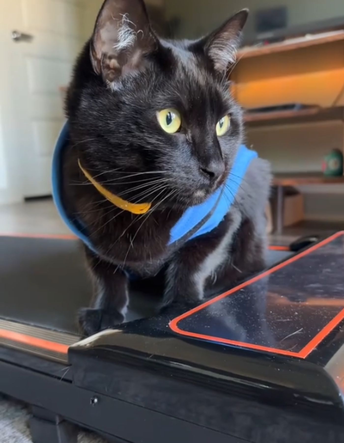 black cat and treadmill