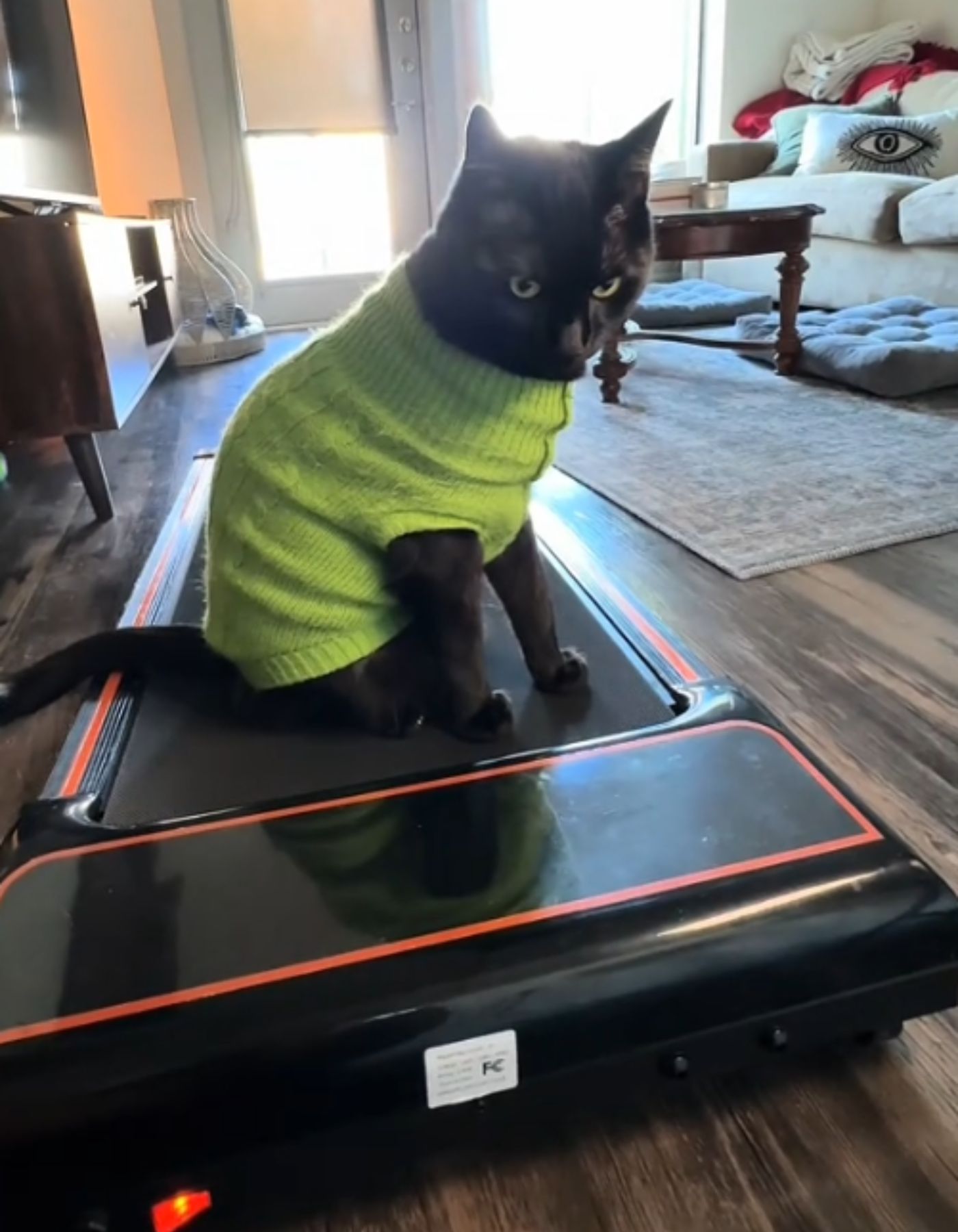 black cat with pullover