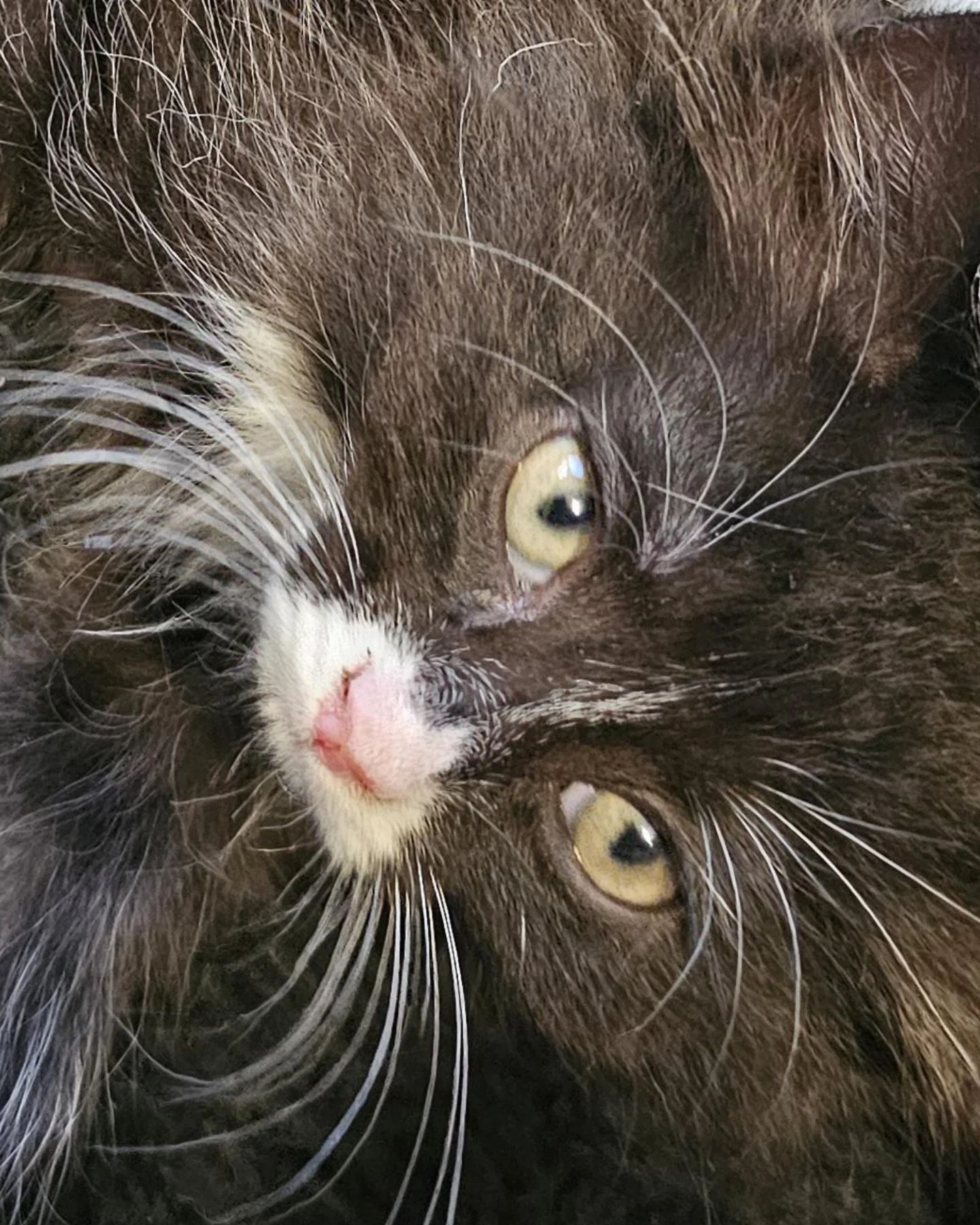 black cat