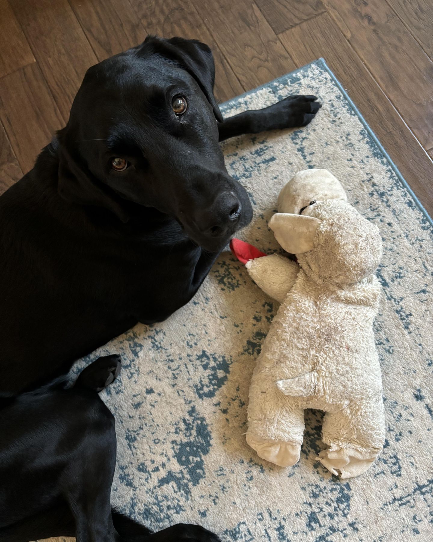 black dog and toy
