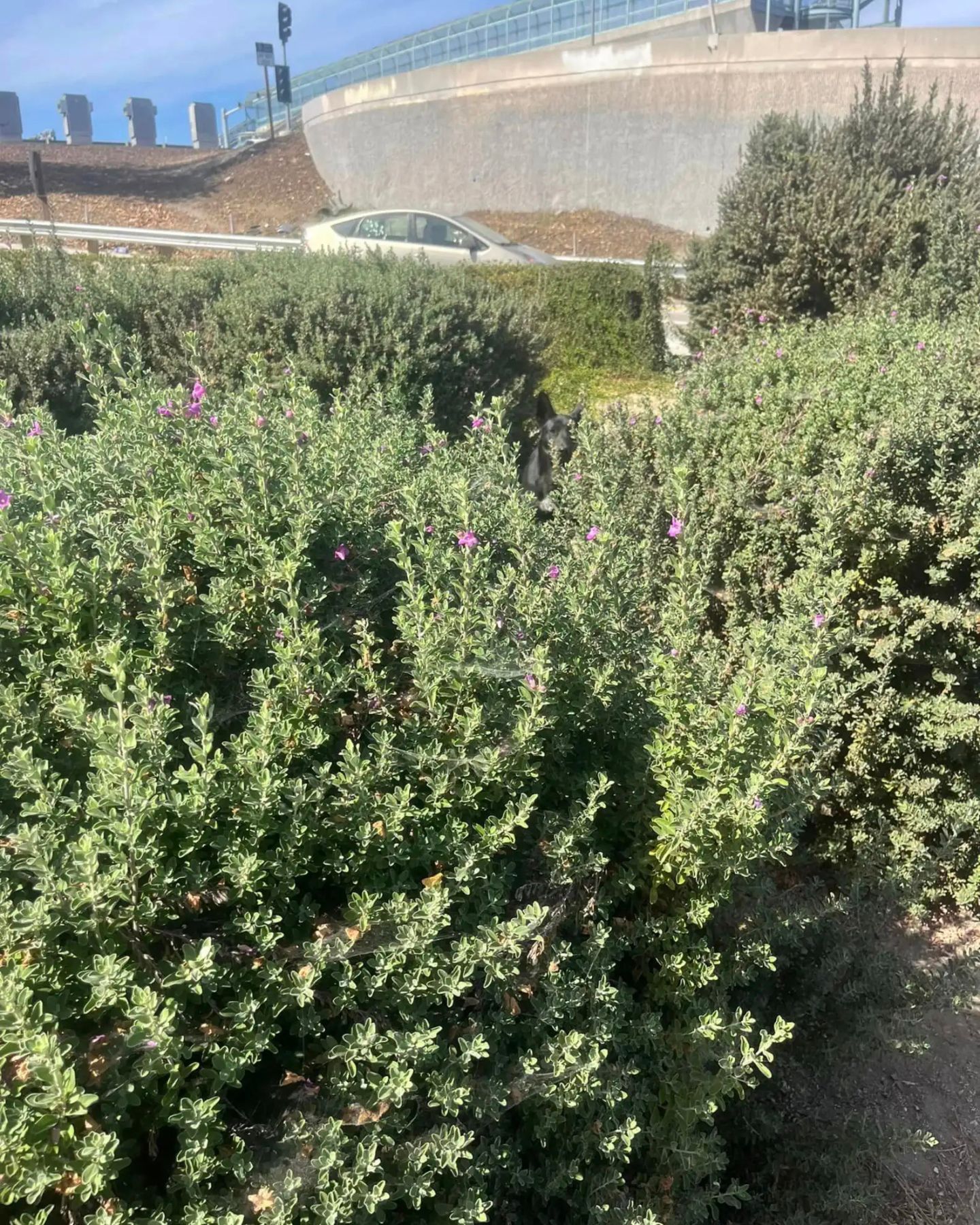 black dog in bushes