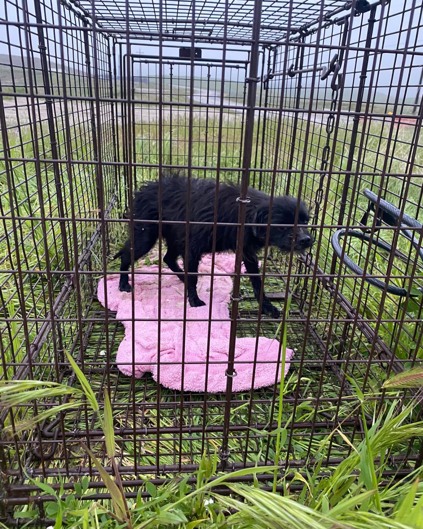 black dog in cage