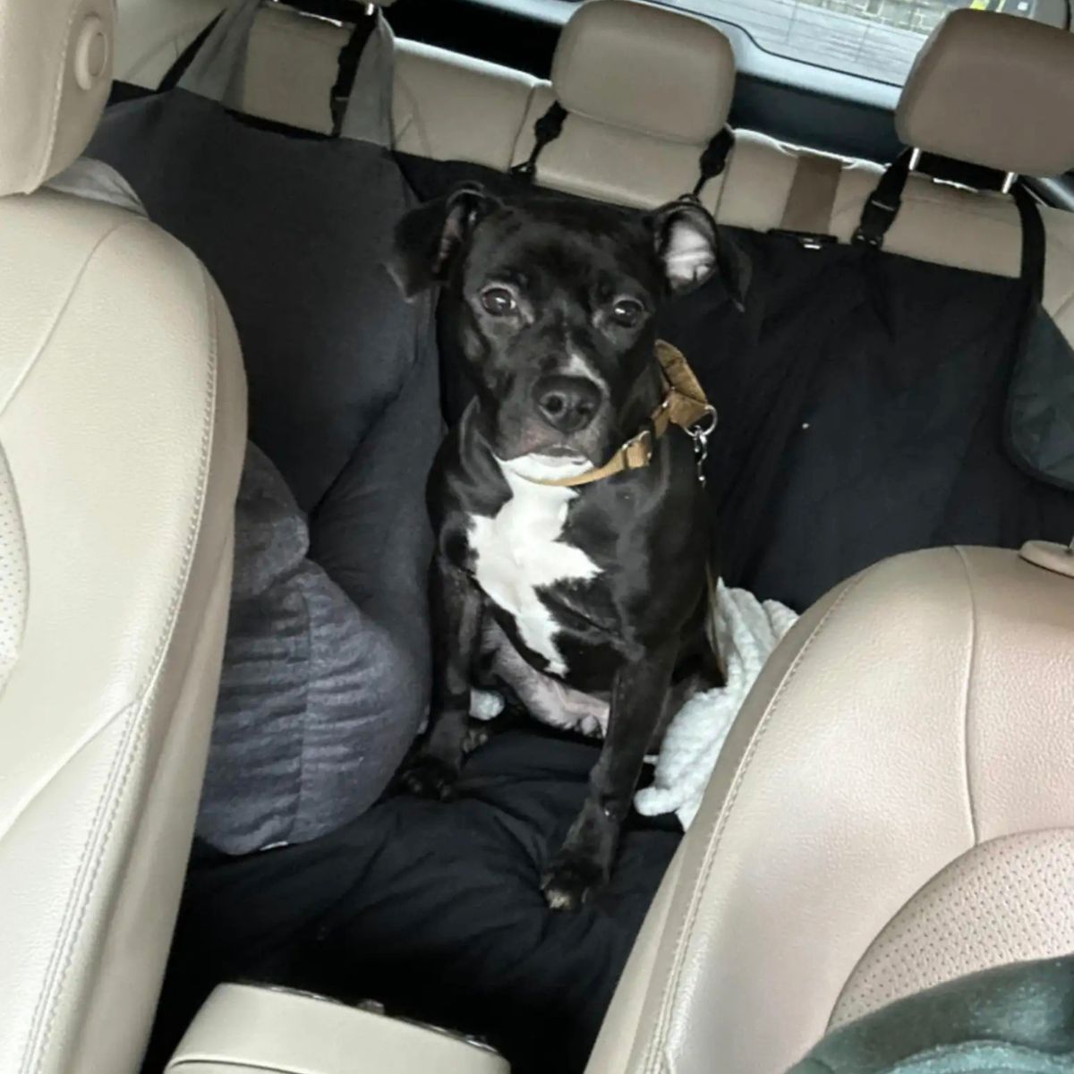 black dog in car