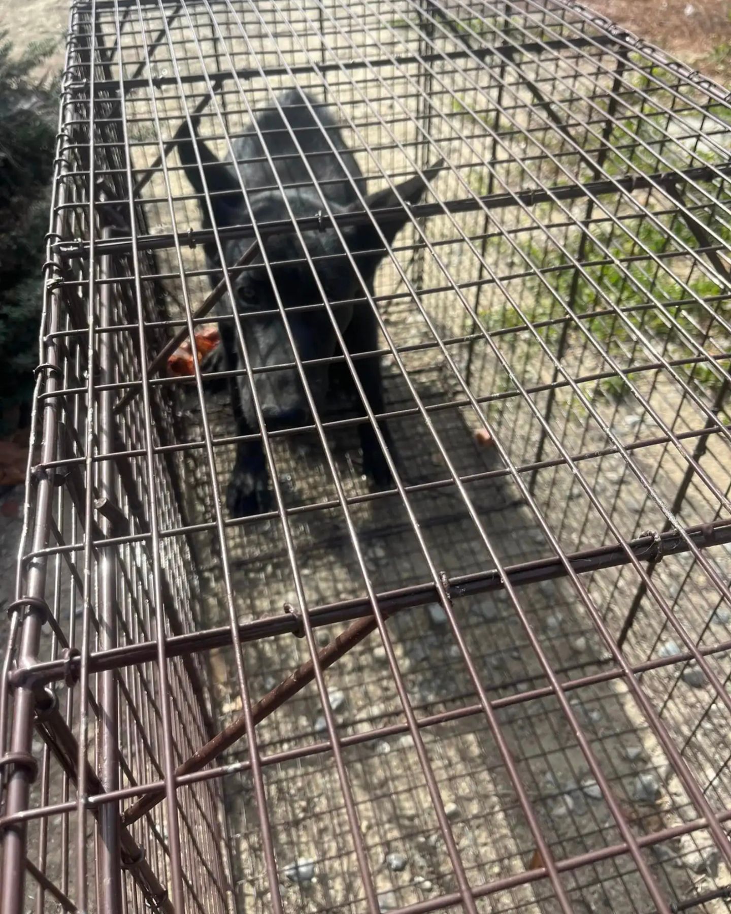 black dog in crate