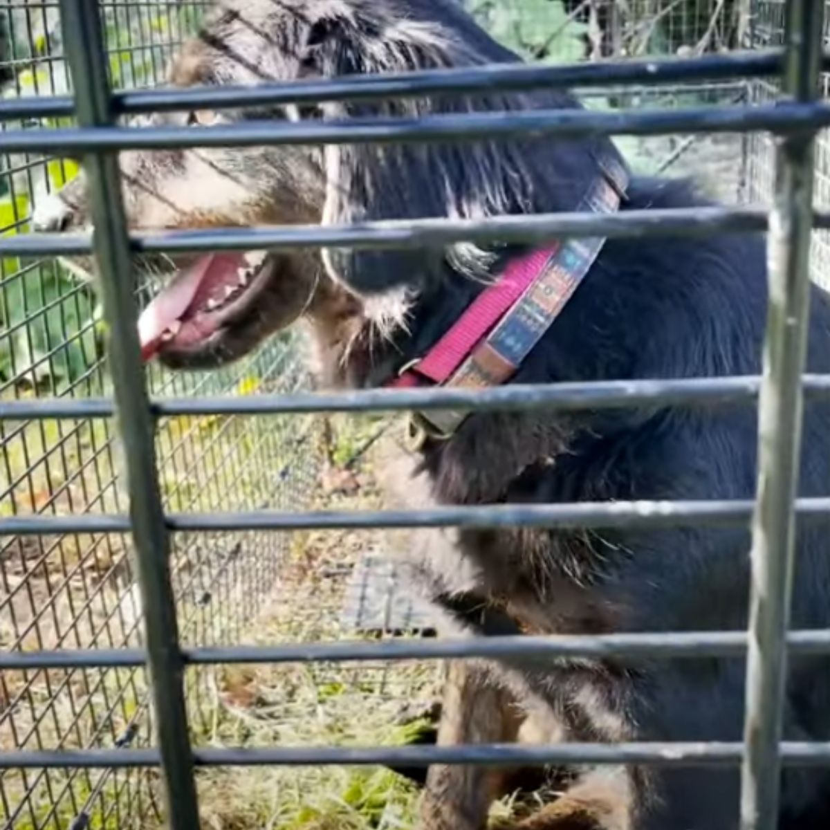 black dog in crate