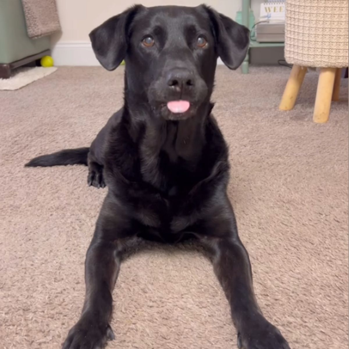 black dog laying on rug