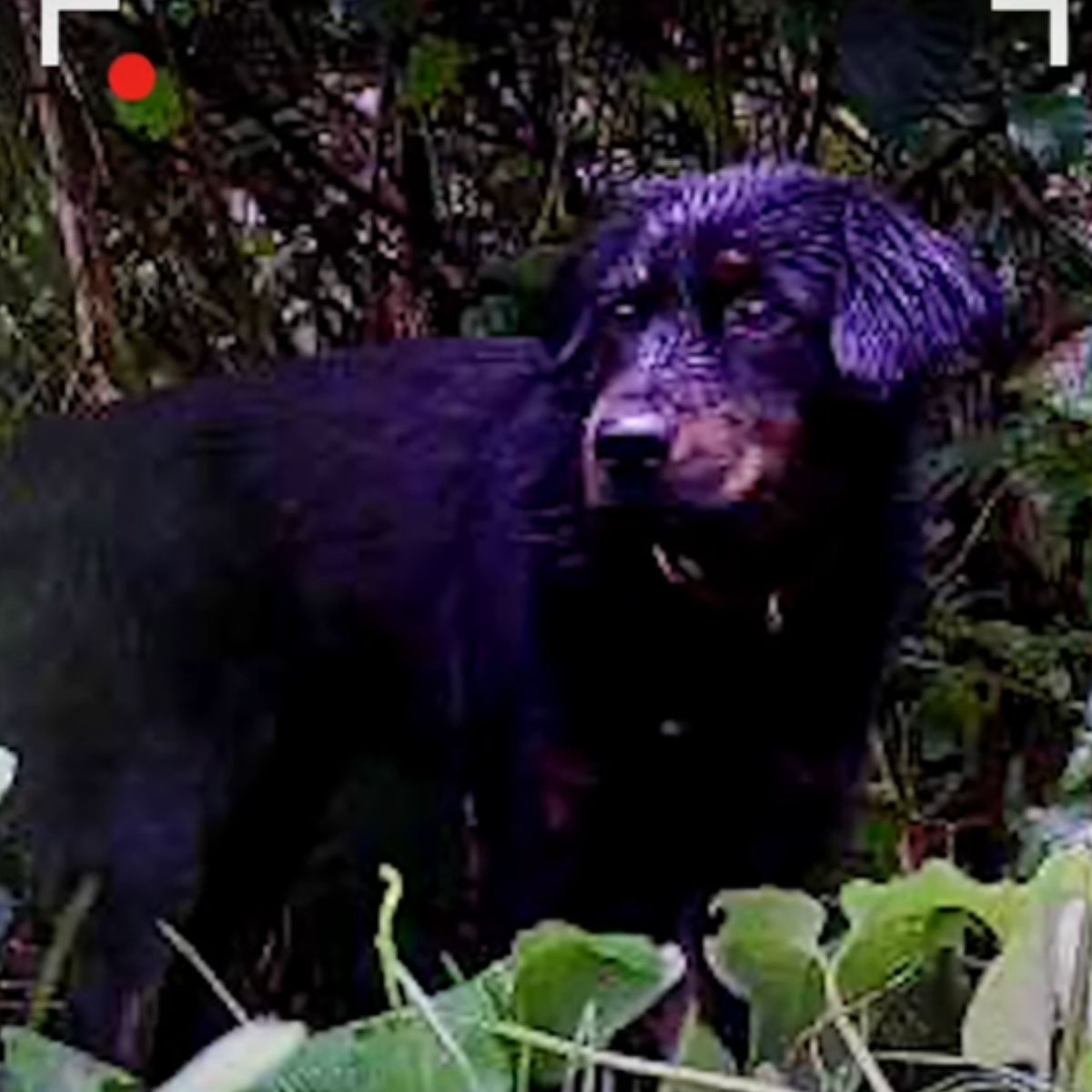 black dog on camera