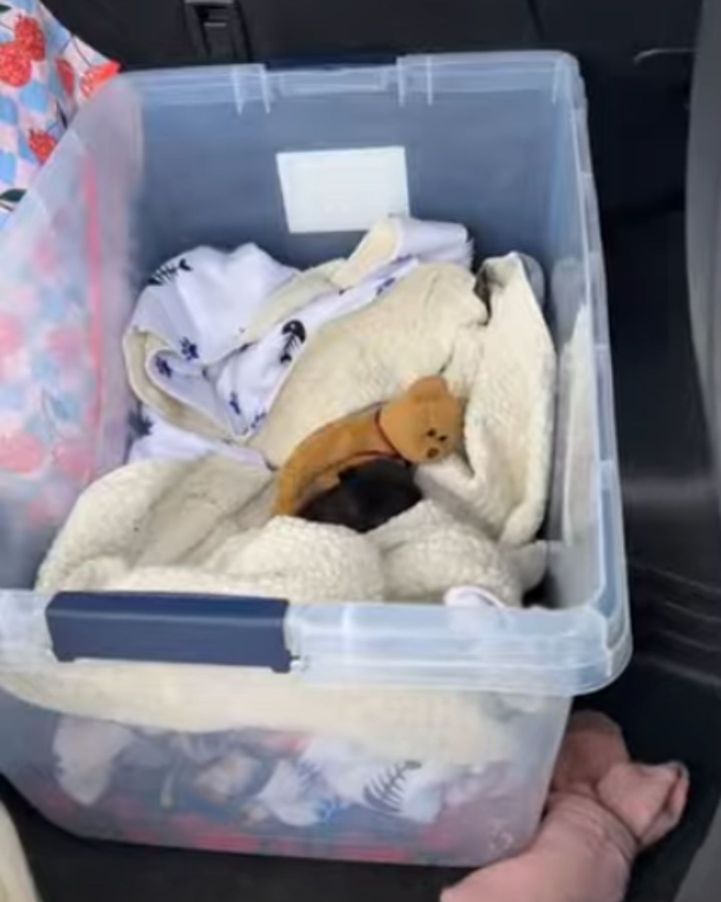 black kitten in box