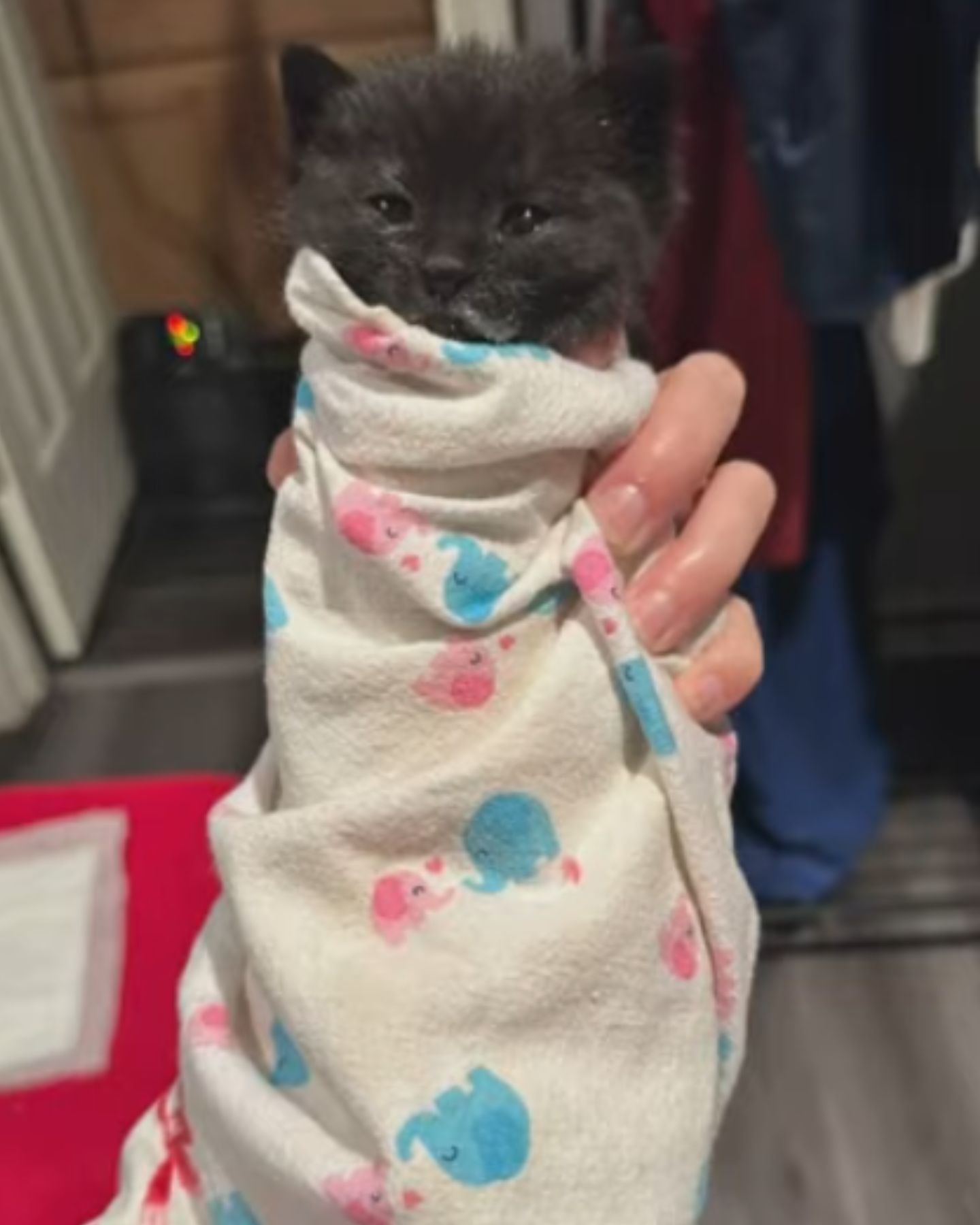 black kitten in towel