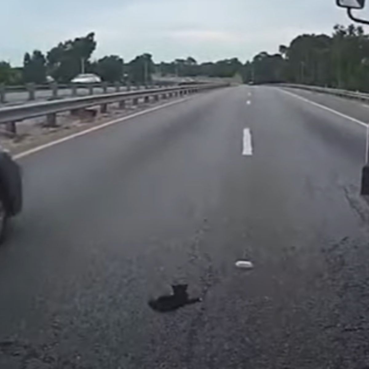 black kitten on road