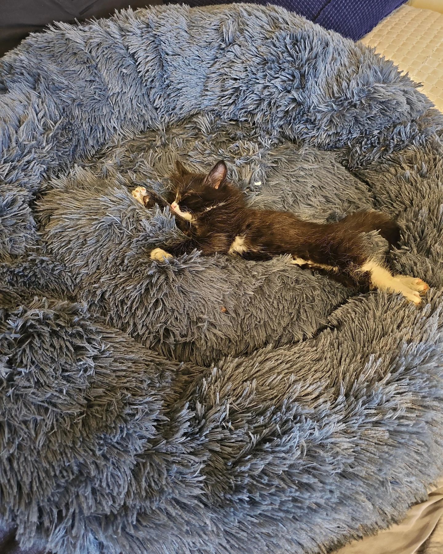 black kitten sleeping