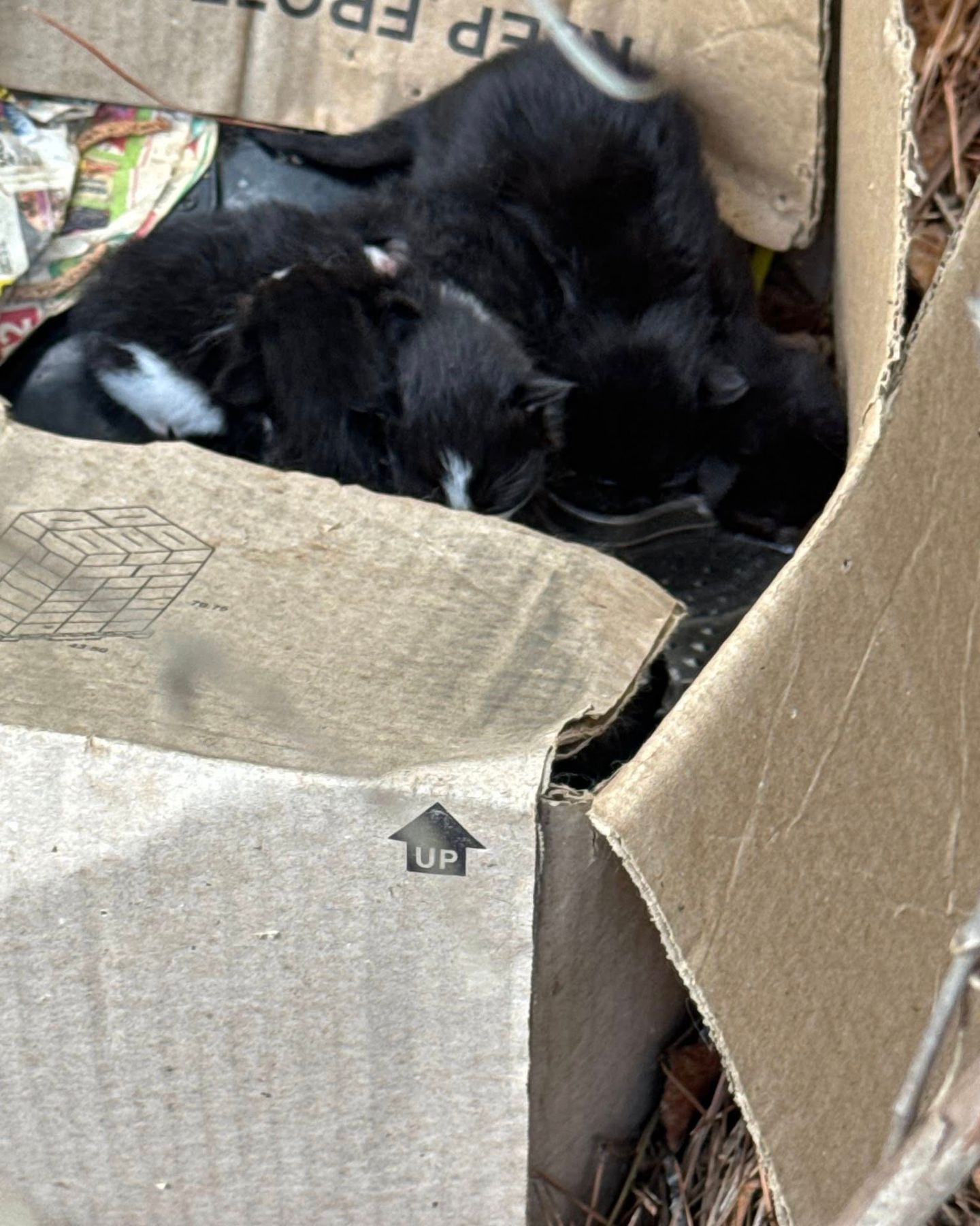 black kittens in box